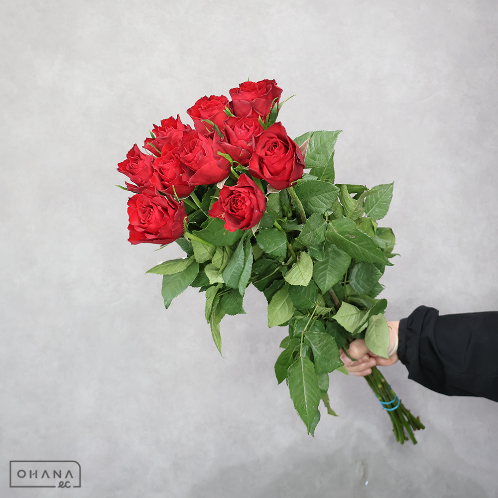 バラ　マダムレッド  60cm