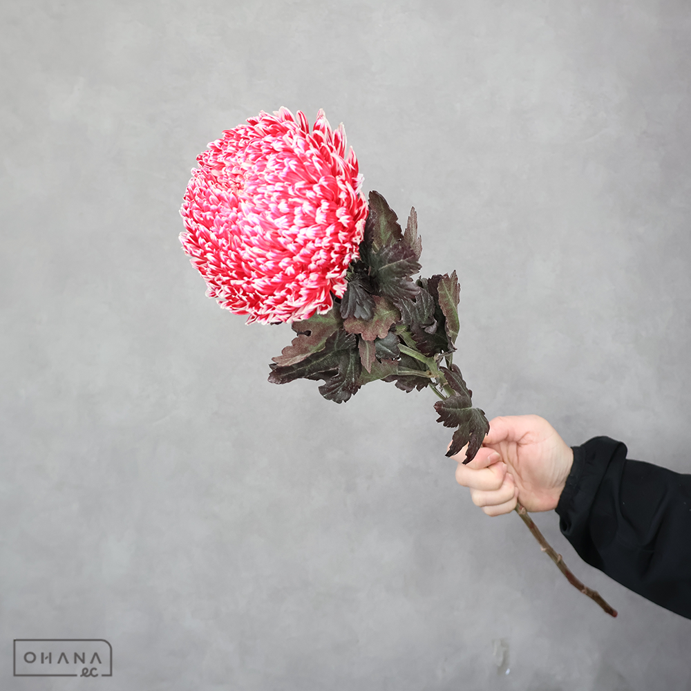 ディスバッドマム　ピオニーマム染  ①