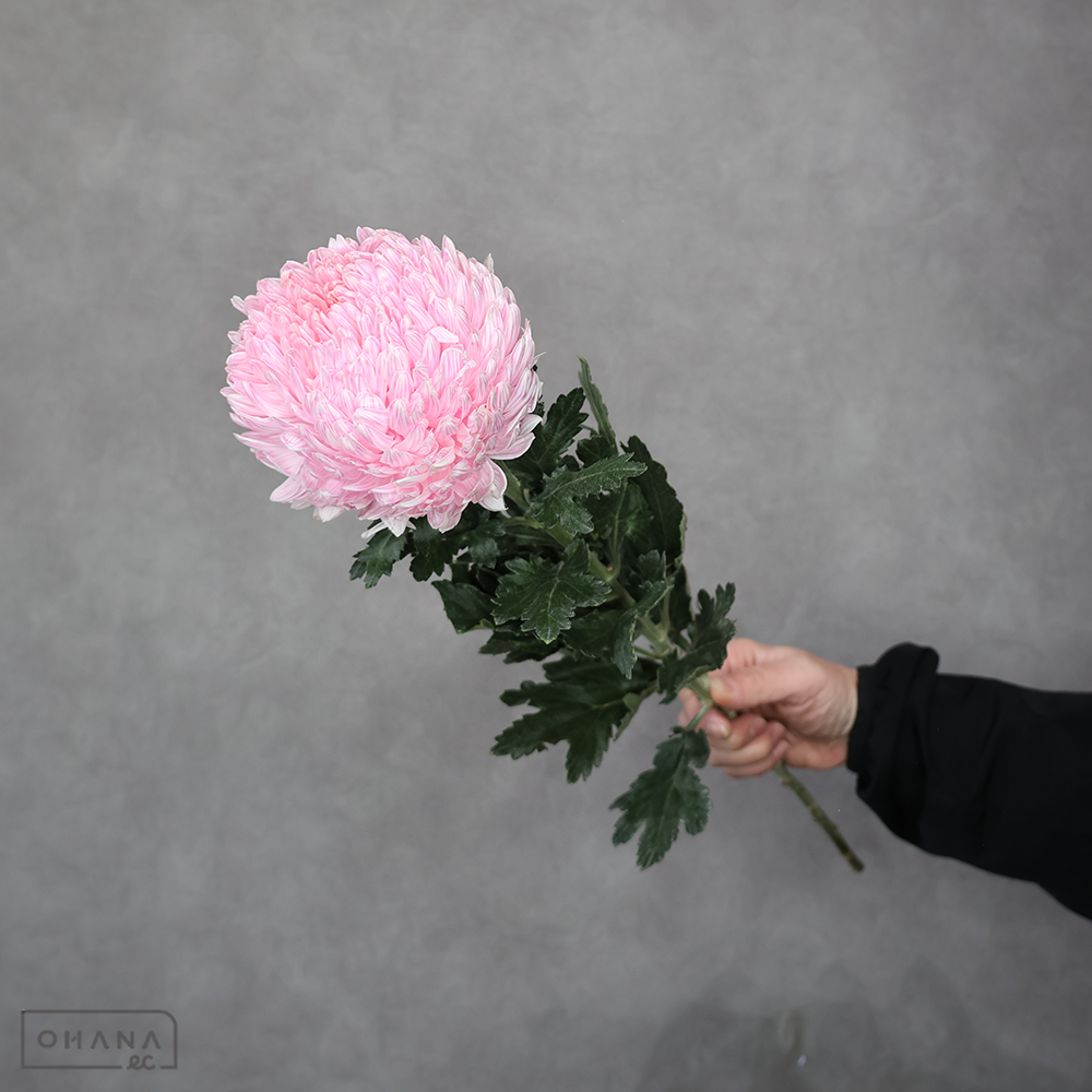 ディスバッドマム　ピオニーマム染  ②