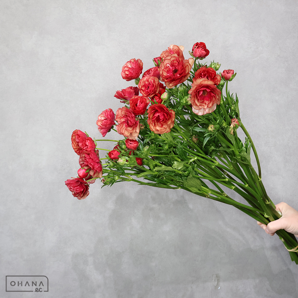 ラナンキュラス　フレア Ａ 3～4輪 60cm