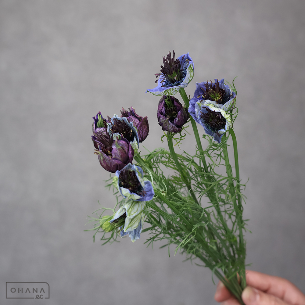 ニゲラ　ミッドナイト　秀 30cm