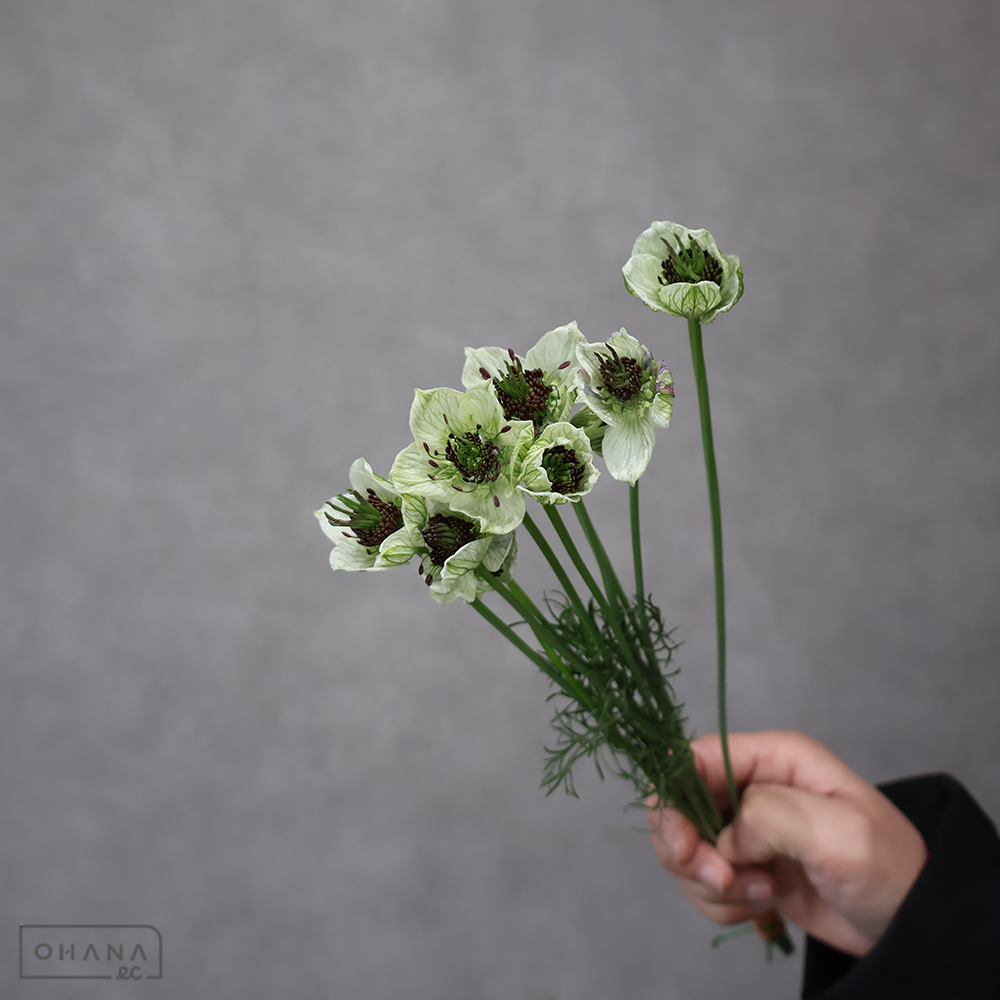 ニゲラ　アフリカンプライド　秀 30cm