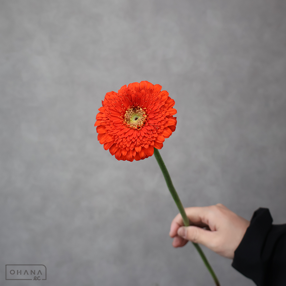 ガーベラ　フォジー ※10本束　秀L ｵﾚﾝｼﾞ