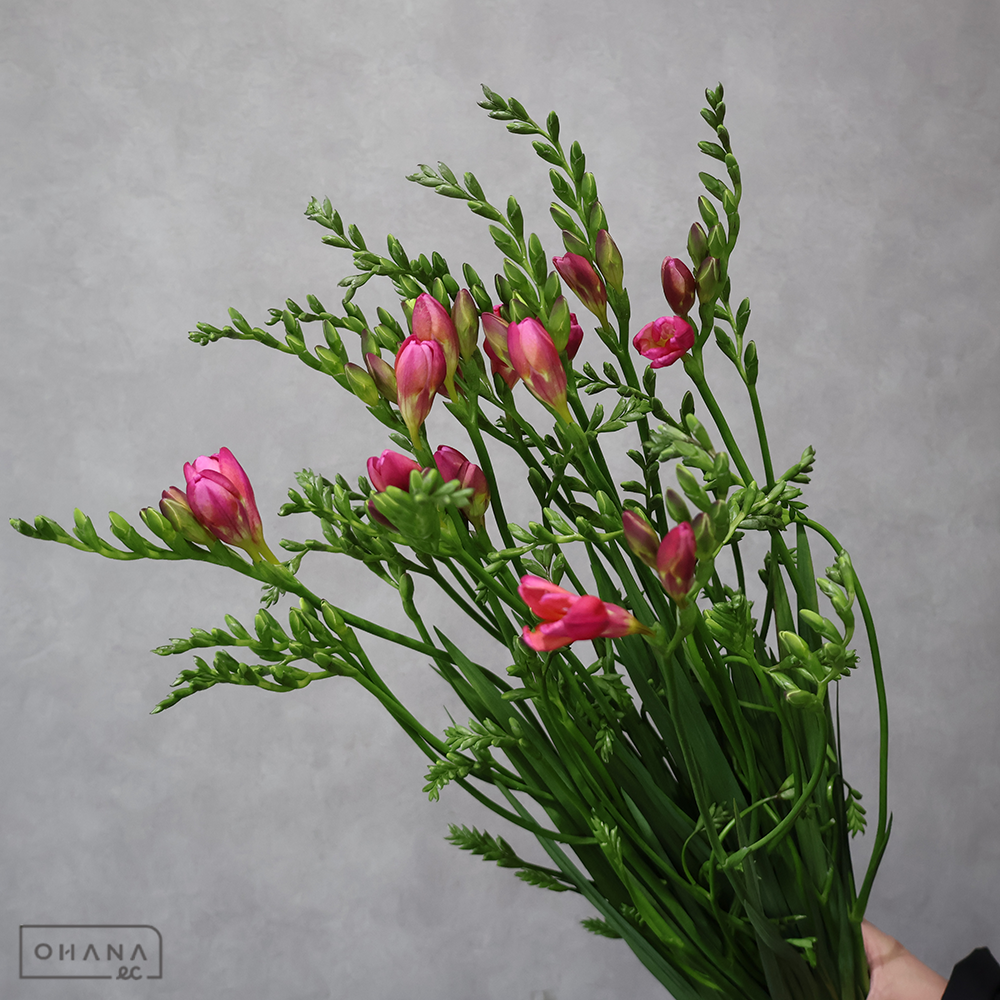 フリージアピンク　サンドラ　秀 60cm