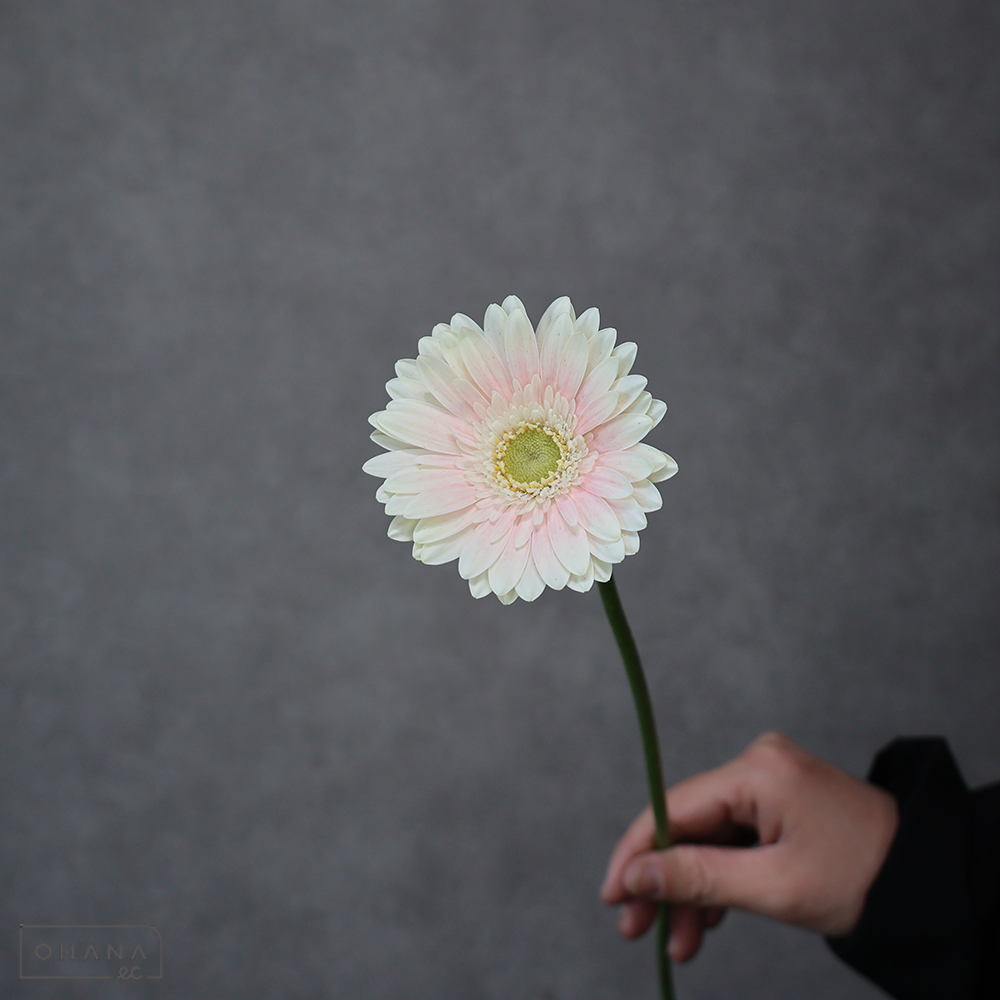 ガーベラ小輪ピンク　ミコットライト ※24本束　秀2L