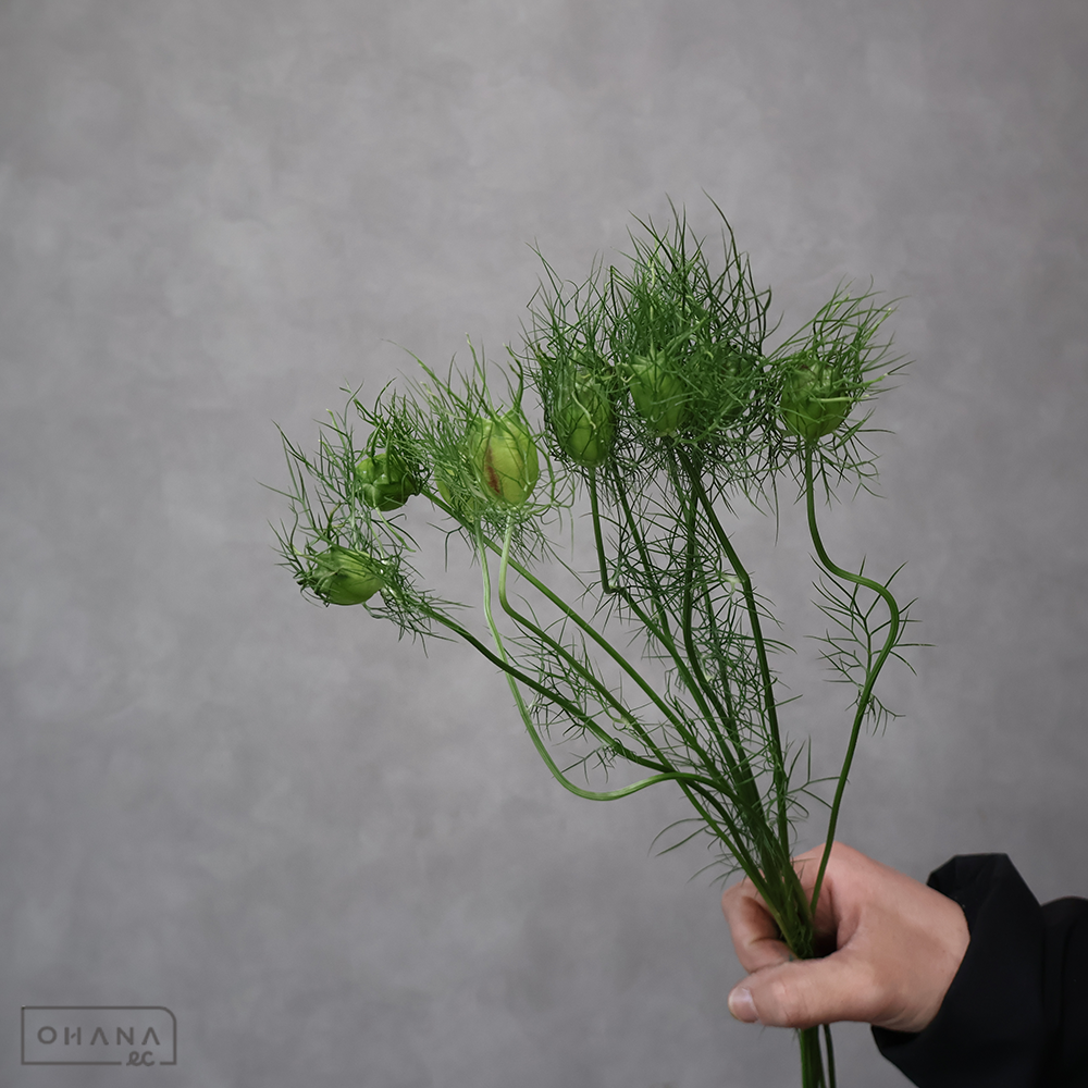 ニゲラ　実（シード）　優 50cm