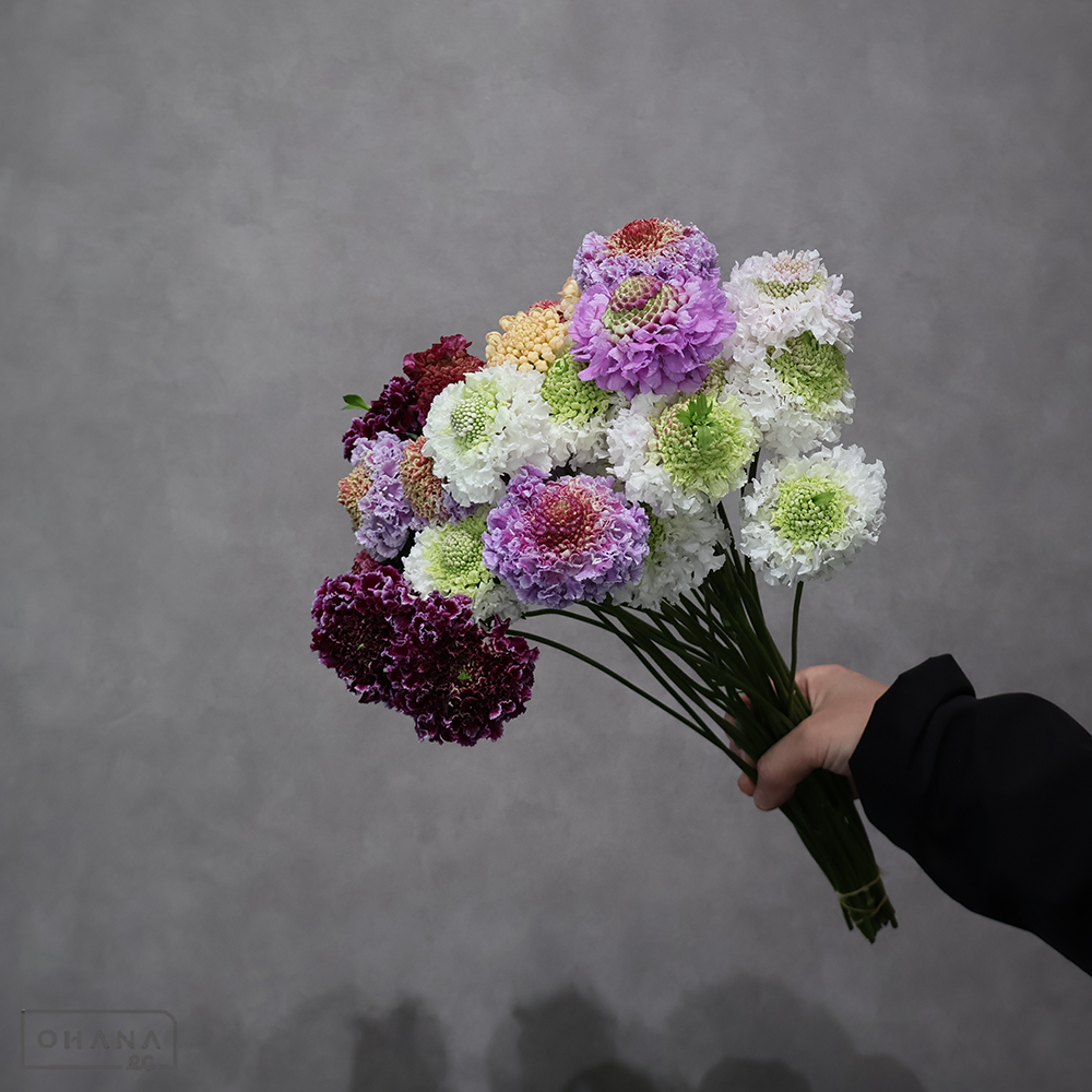 スカビオサ　MIX ①　優 30cm 曲り