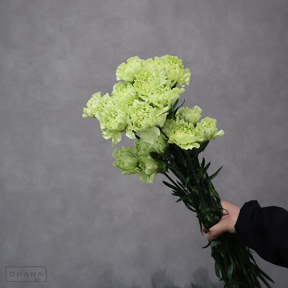 カーネーション　ジャングル