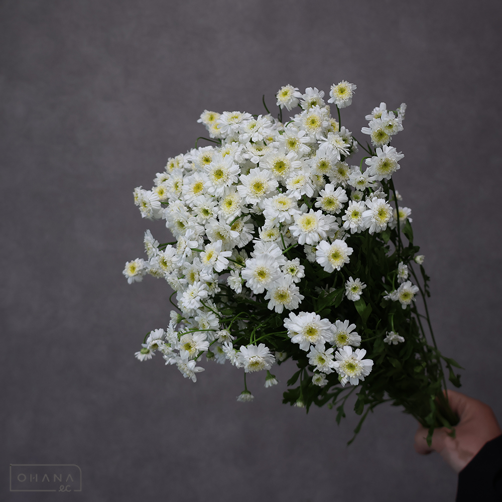 マトリカリア　ダブルラテ　 70cm