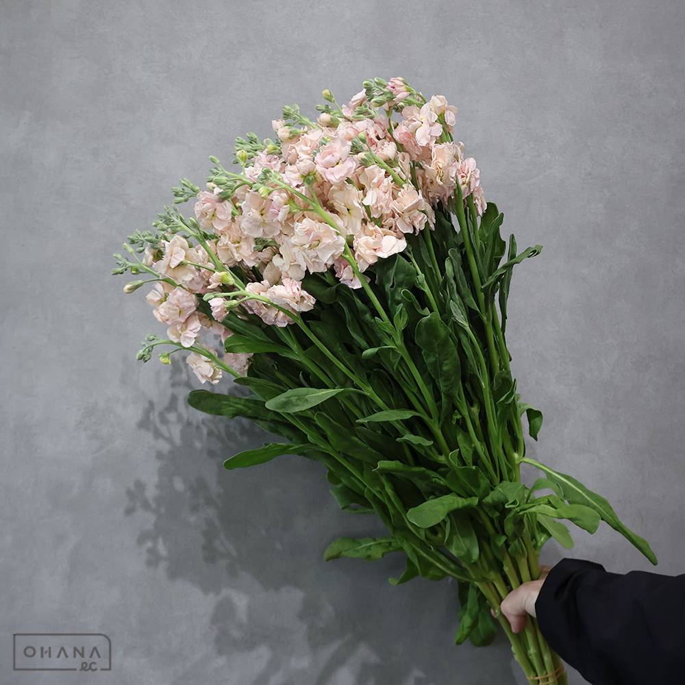 ストックスプレー　アプリコットカルテット　 75cm