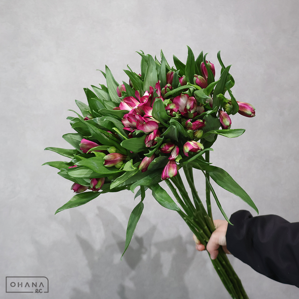 アルストロメリアピンク　ブリジット　A 70cm