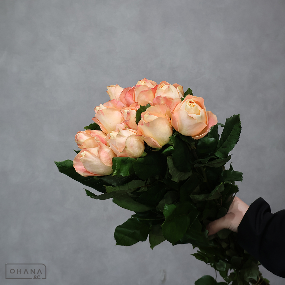 バラオレンジ　アプリコットファンデーション ※少々葉悪　L