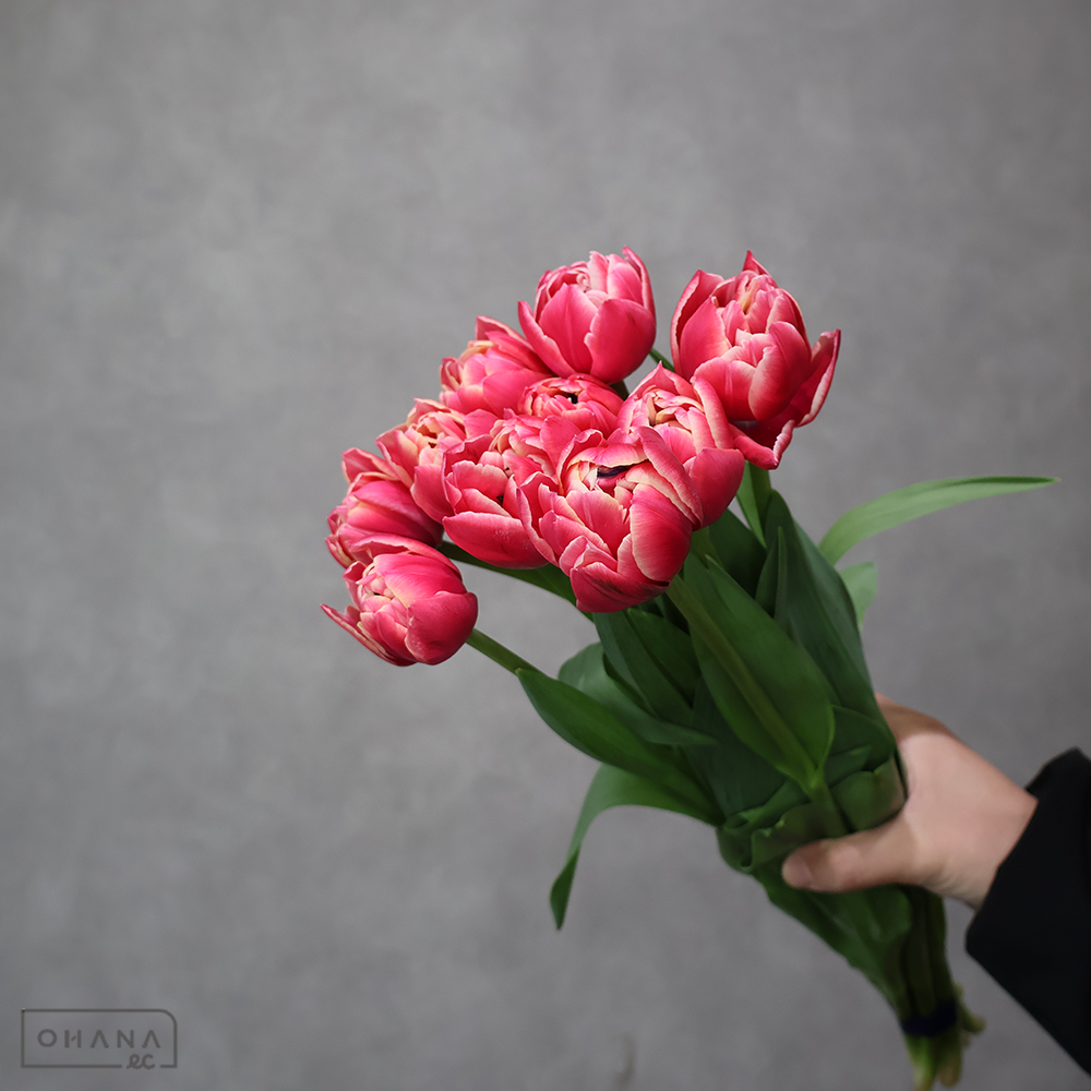 チューリップ八重　赤　コロンブス　秀2L