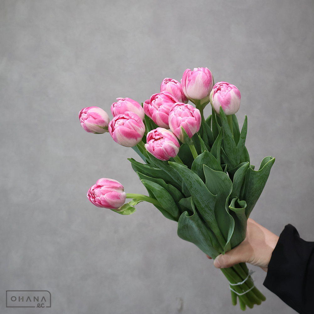 チューリップ八重　ピンク　ヴォーグ　秀2L