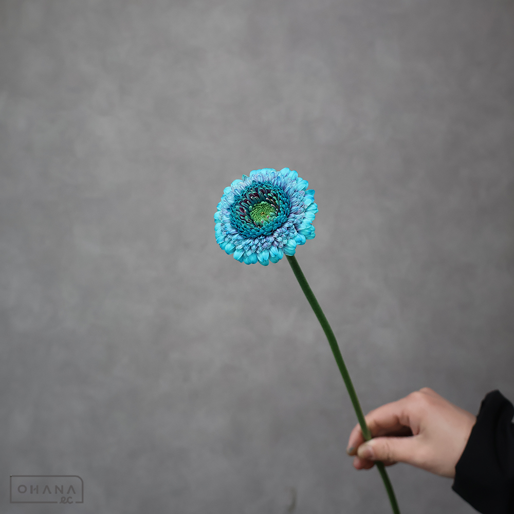 ガーベラ　染セスブルー ※10本束 　2L