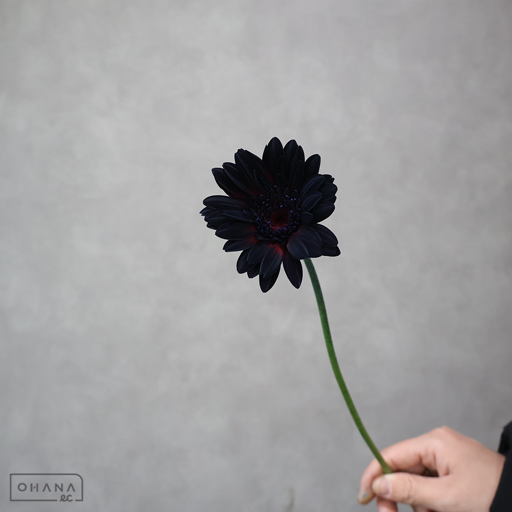 ガーベラ　染ブラック　2L