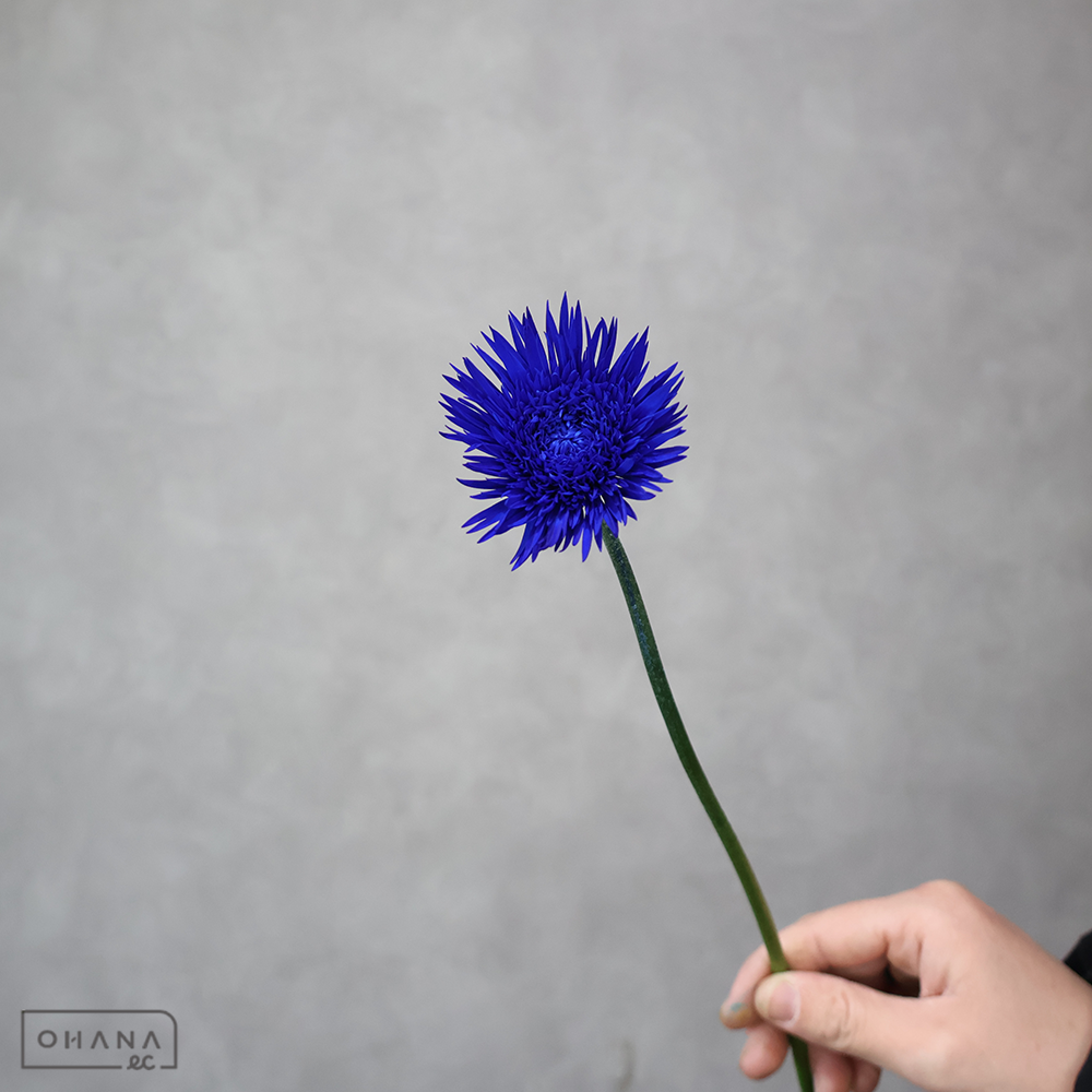 ガーベラ　染スパイダー ロイヤルブルー　2L