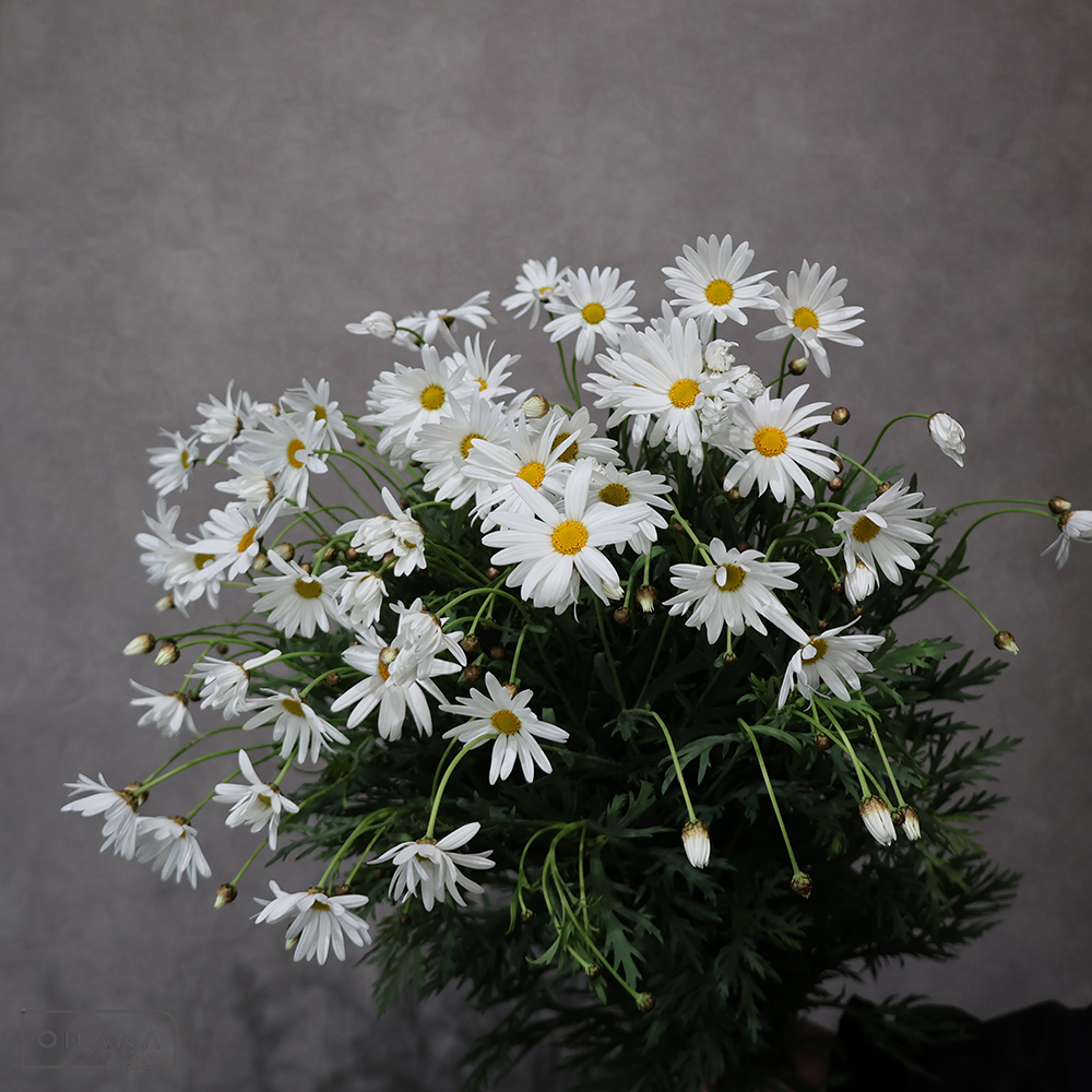 マーガレット白　　 80cm  ※ボリュームあり！