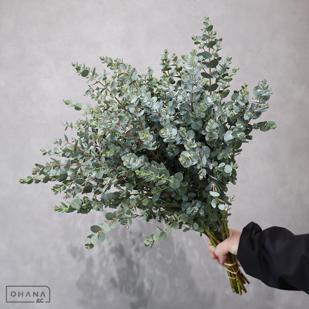 ユーカリ バロンフルール 秀50cm