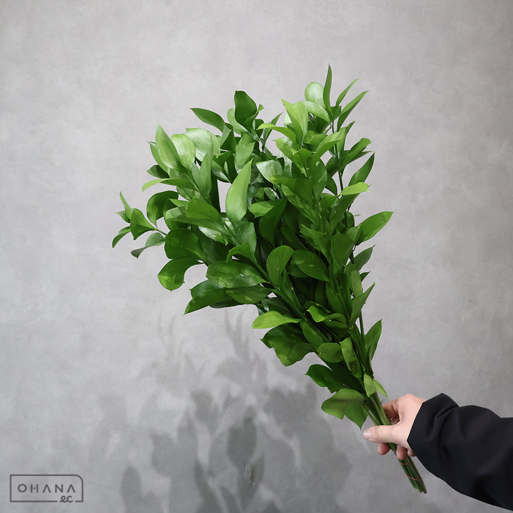 ルスカス 丸葉 60cm