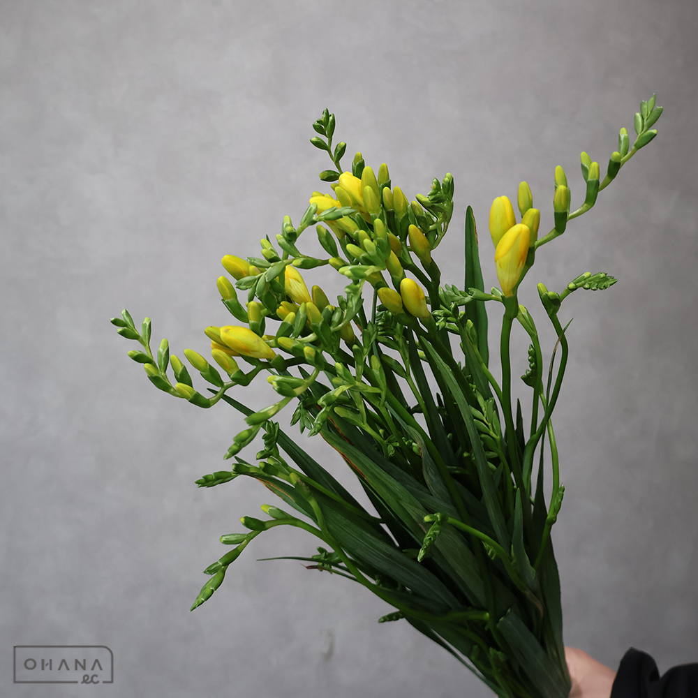 フリージア ゴールドフィンガー 60cm