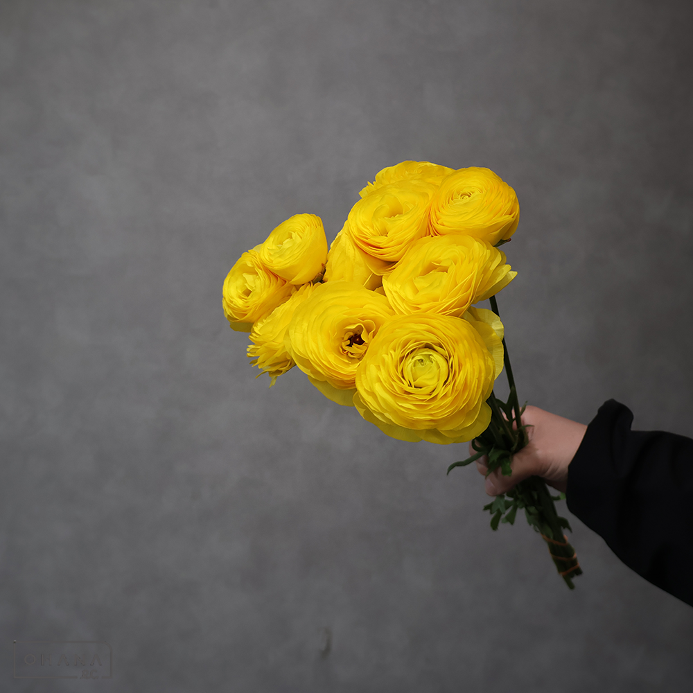 ラナンキュラス キティラ 秀50cm