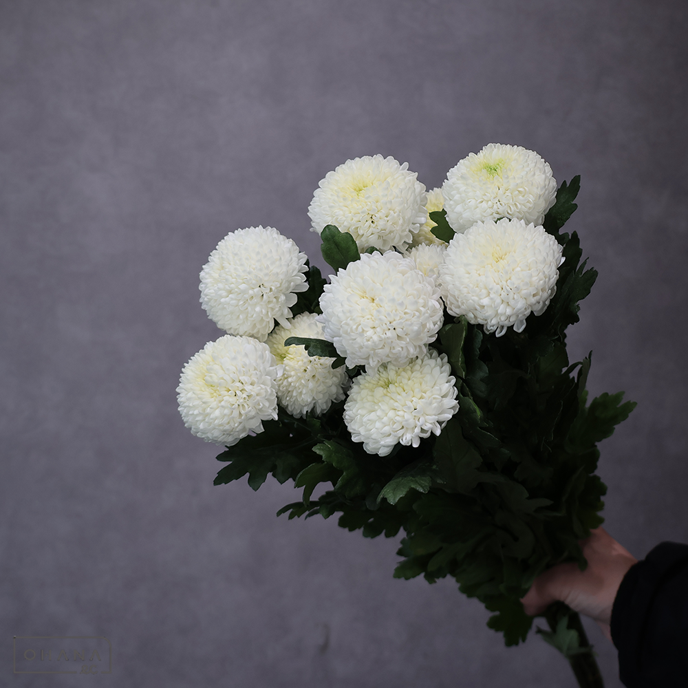 ピンポンギク スーパーピンポン Ｌ