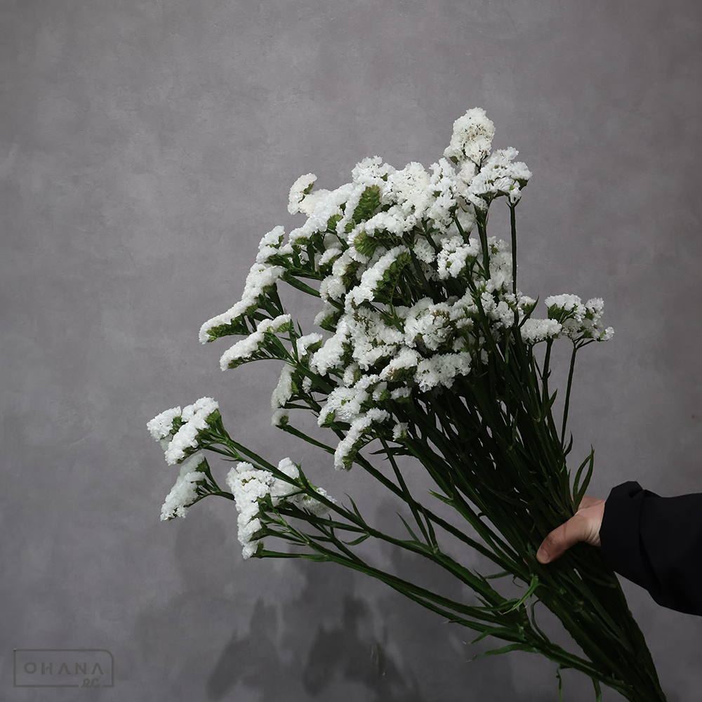 スターチス　ジュエリーホワイト　秀 70cm