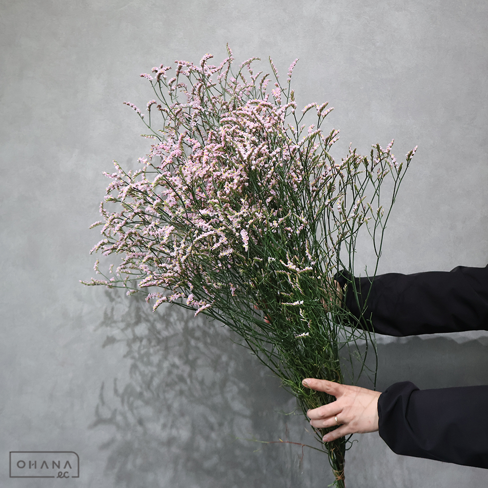 ＨＢスターチス　マルチーズピンク　2L