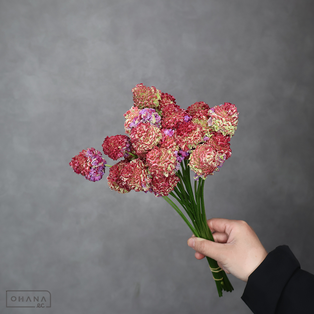 スカビオサ  テラ528ローズ　秀 25cm