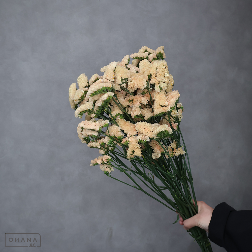 スターチス　ハニーアプリ　秀 70cm