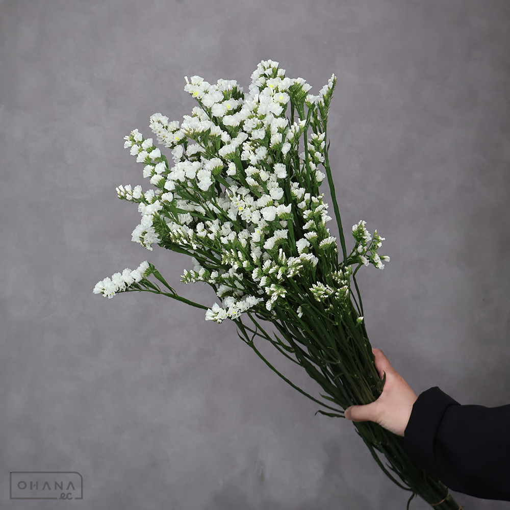 スターチス　ファインパール　2L