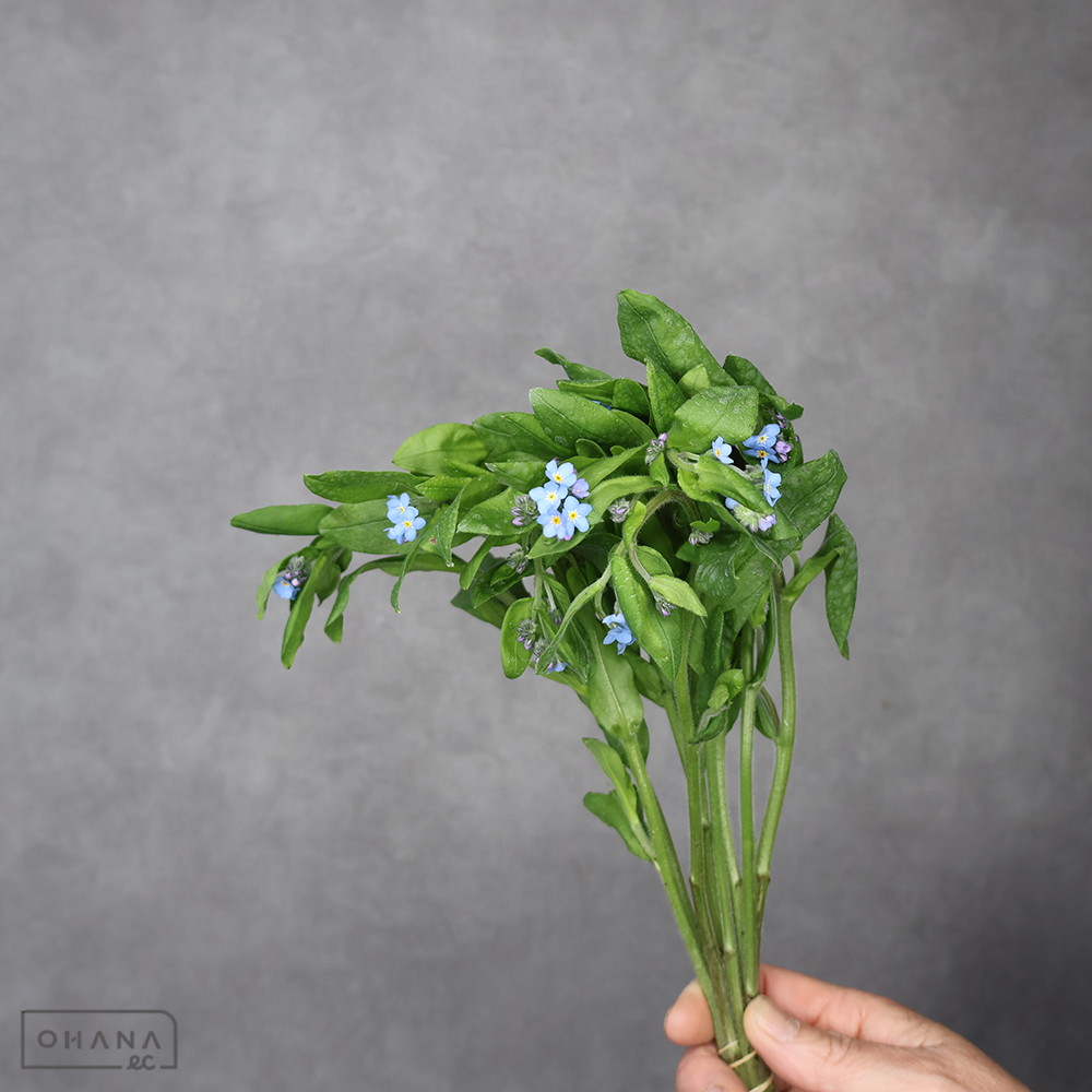 忘れな草　ナノブルー　秀 30cm