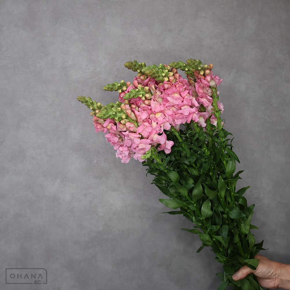 金魚草　レジェピンク　 80cm