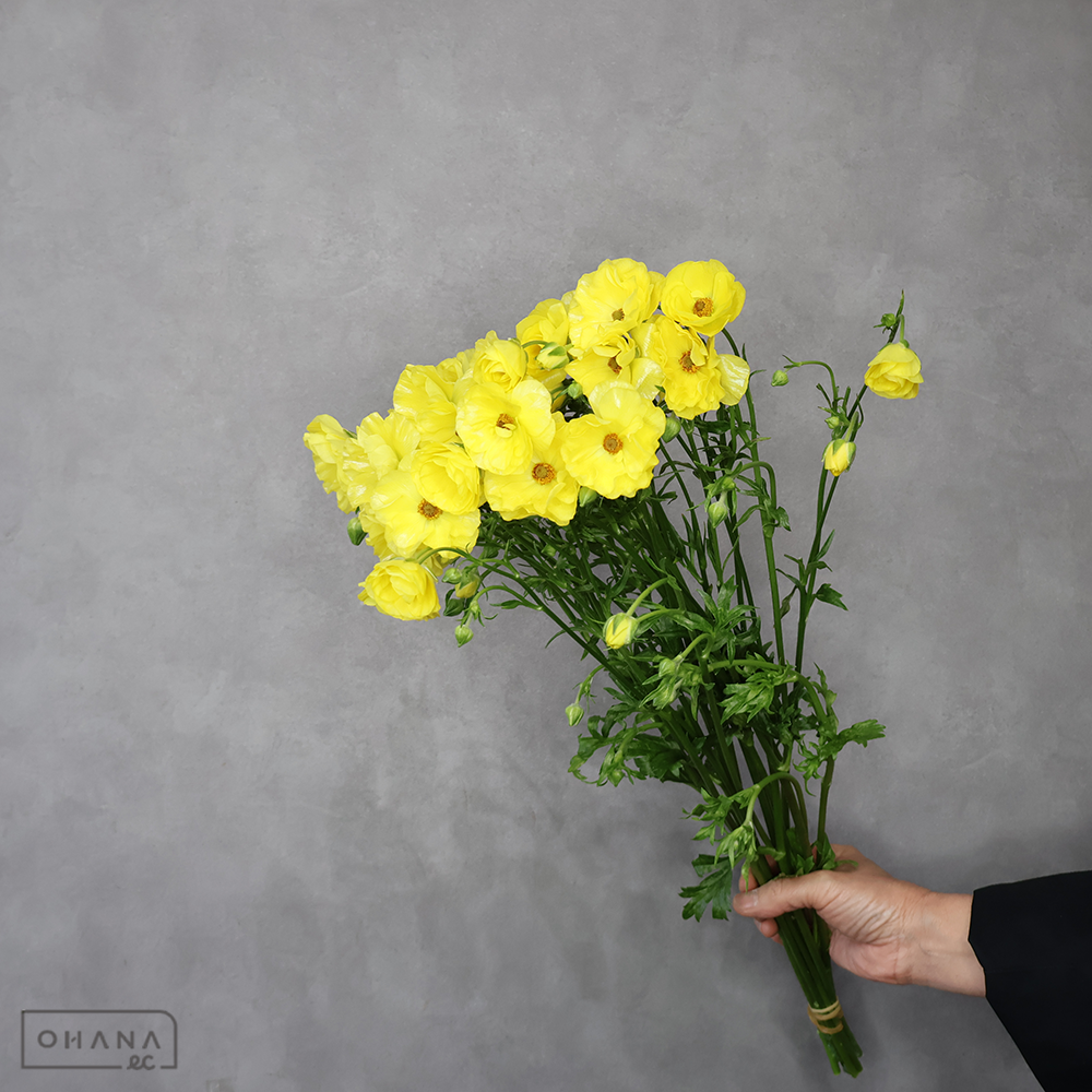 ラナンキュラス　ラックス ピュタロス　Ａ 55cm