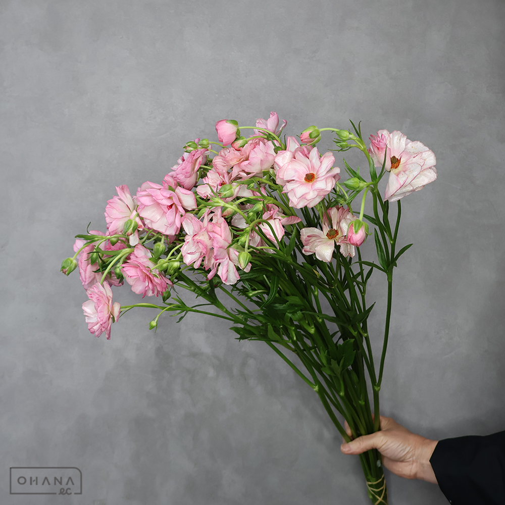 ラナンキュラス　ラックス ビーナス　Ａ 60cm