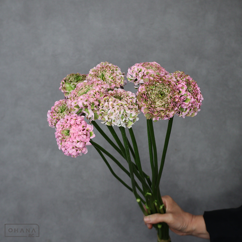 ラナンキュラス　PONキャンディー　Ａ 50cm