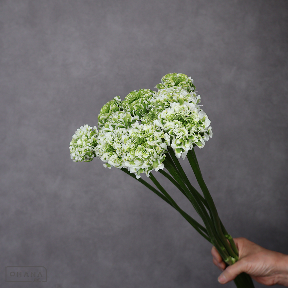 ラナンキュラス　PONイグルー　Ａ 50cm