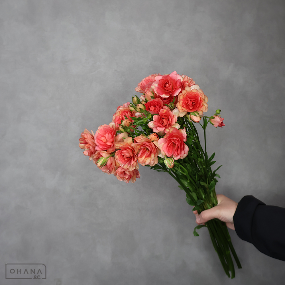 ラナンキュラス　ラックス エリス　秀 50cm