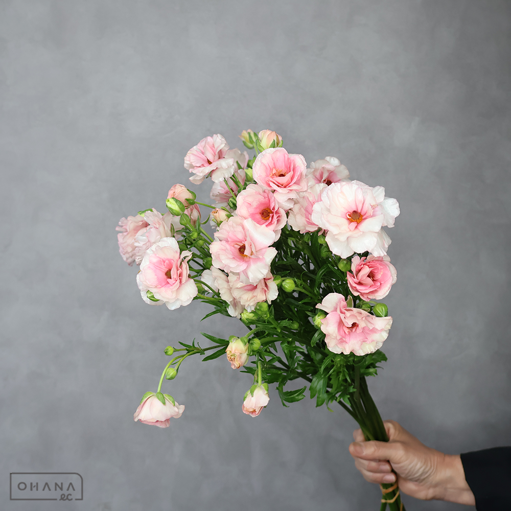 ラナンキュラス　ラックス アリアドネ　秀 50cm