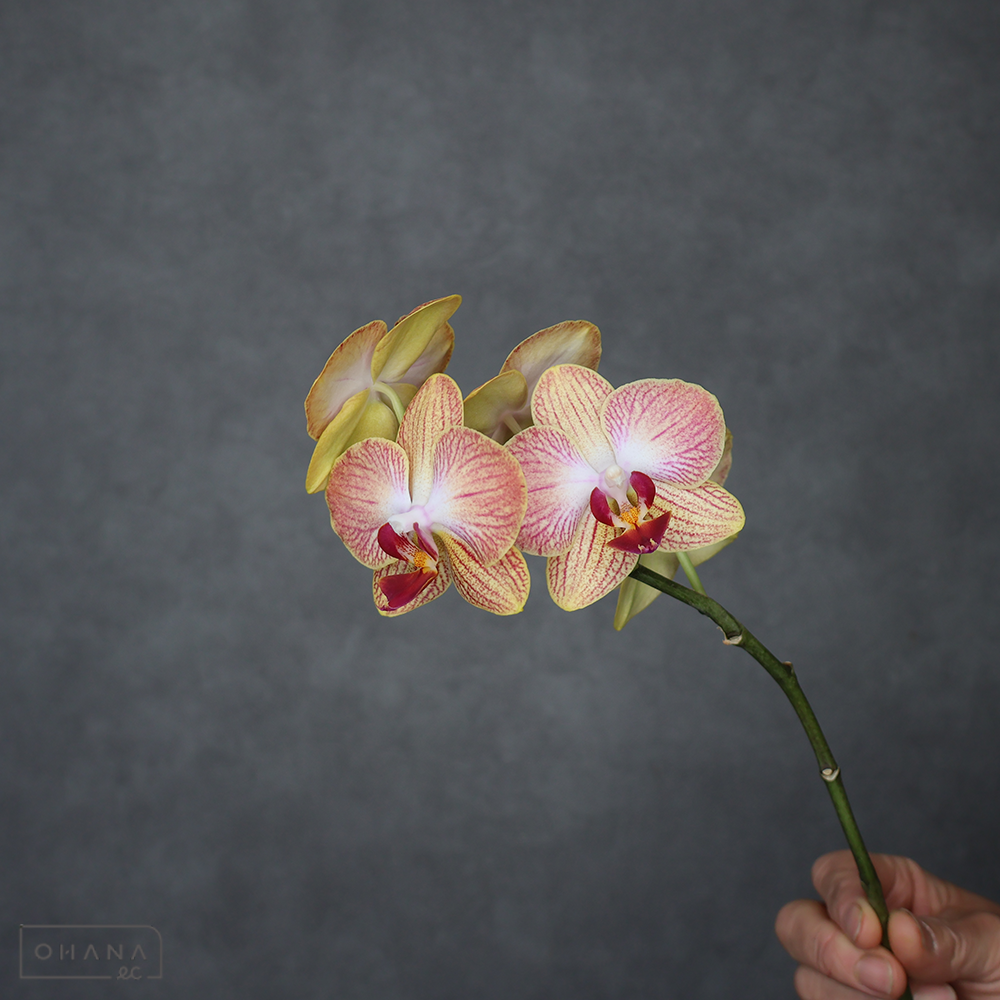 ミディコチョウラン　エマ　秀