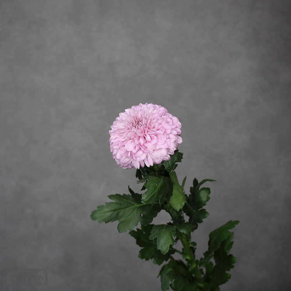 ピンポンマム   ブレイクタイム