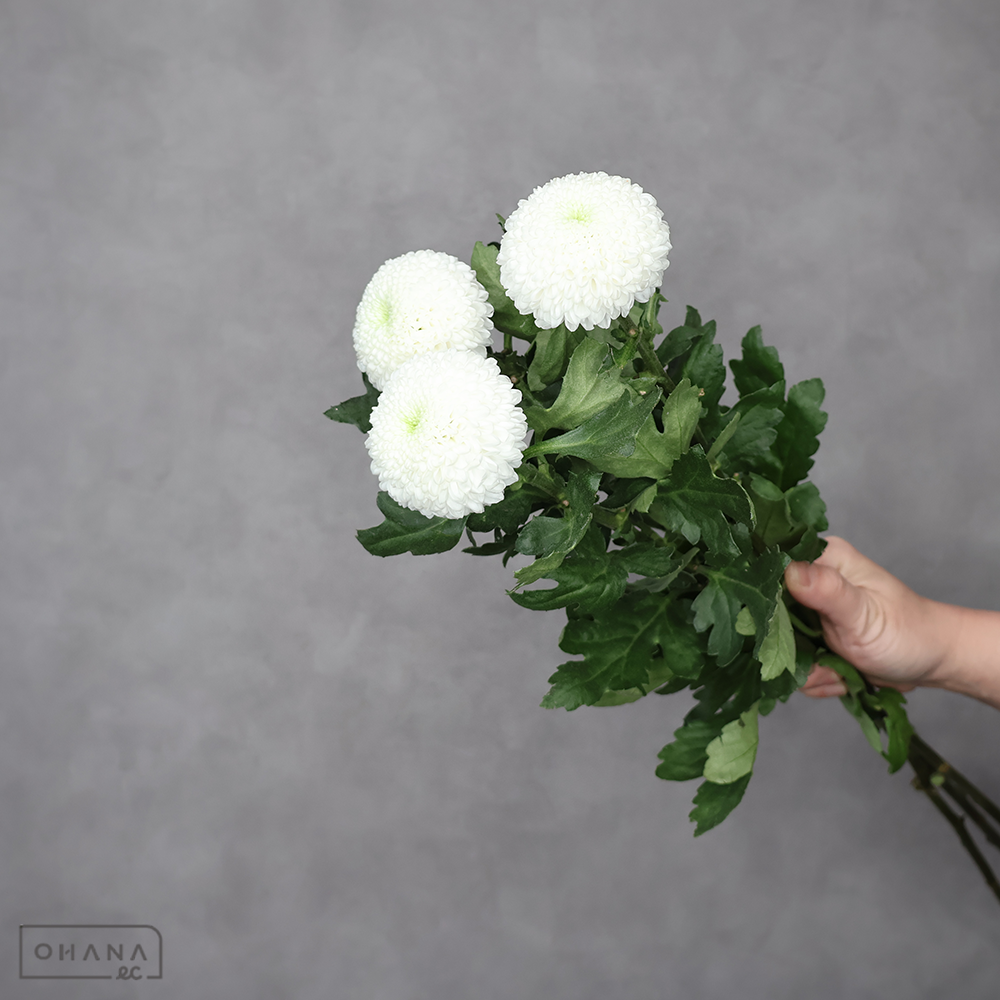 ピンポンマム　ラポルタ