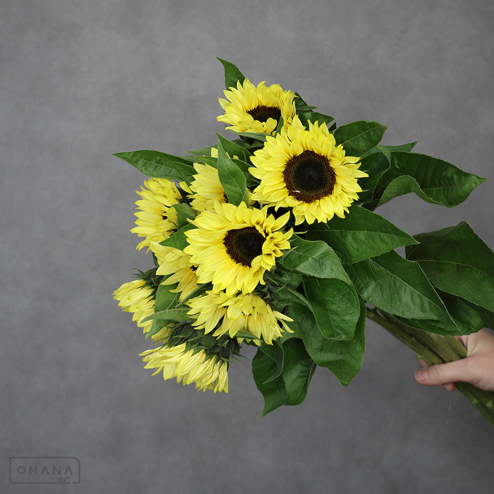 ヒマワリ　サンリッチバナナ　秀 ２Ｌ 80cm花径7-9cm