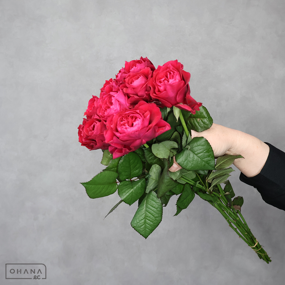 バラピンク　セントジェイムスパーク！　秀 50cm