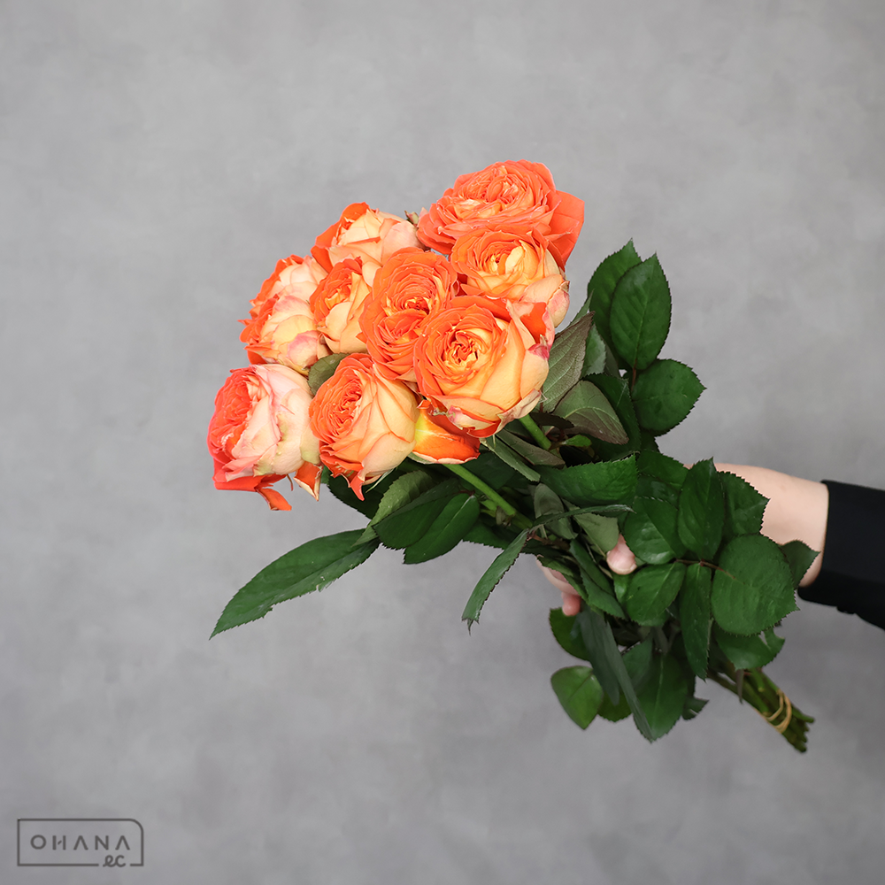 バラオレンジ　アランチャ！　秀 45cm