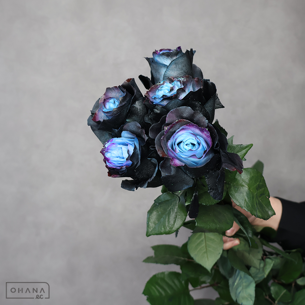 バラ　スパイラルギャラクシー 染め　 70cm ※5本束