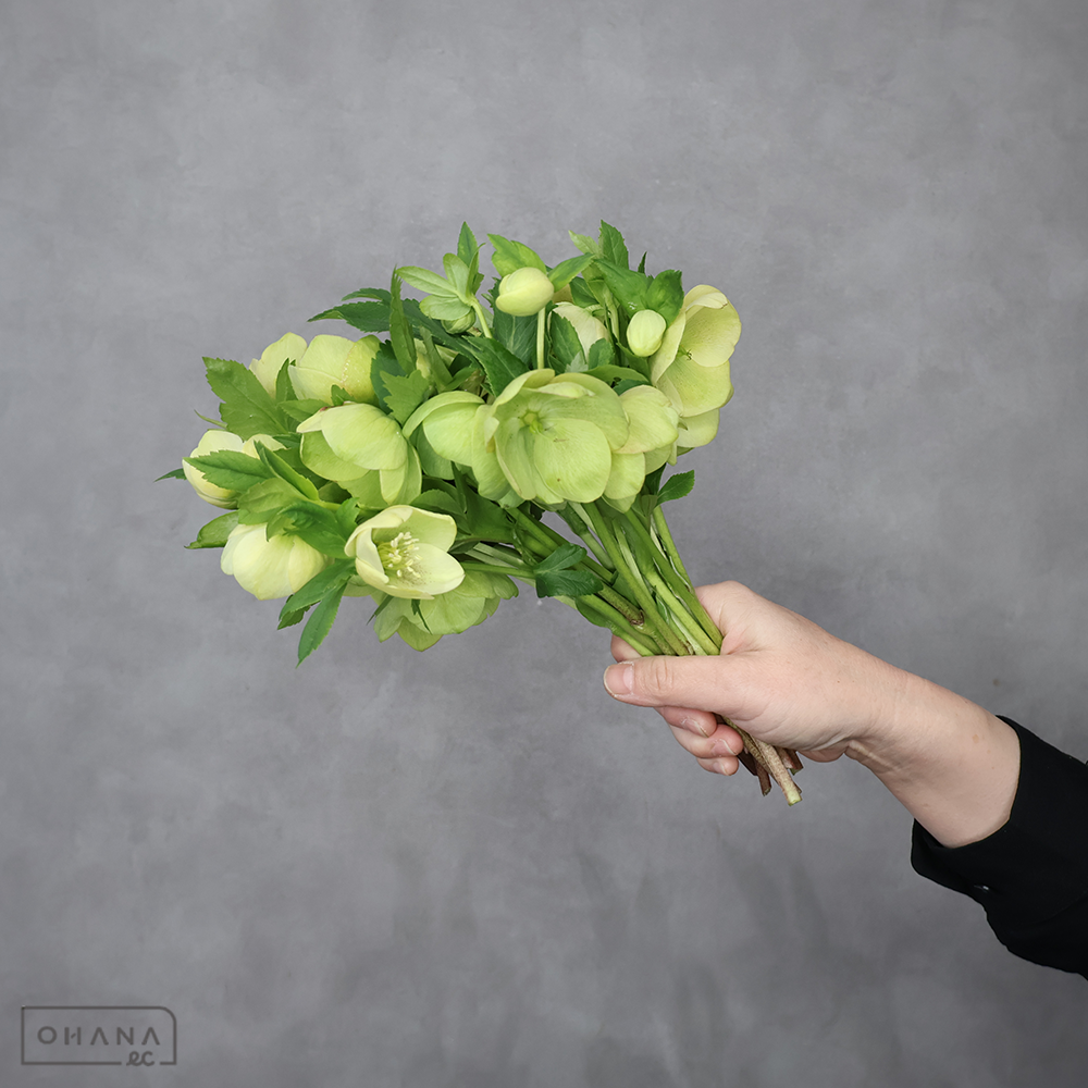 クリスマスローズ　白