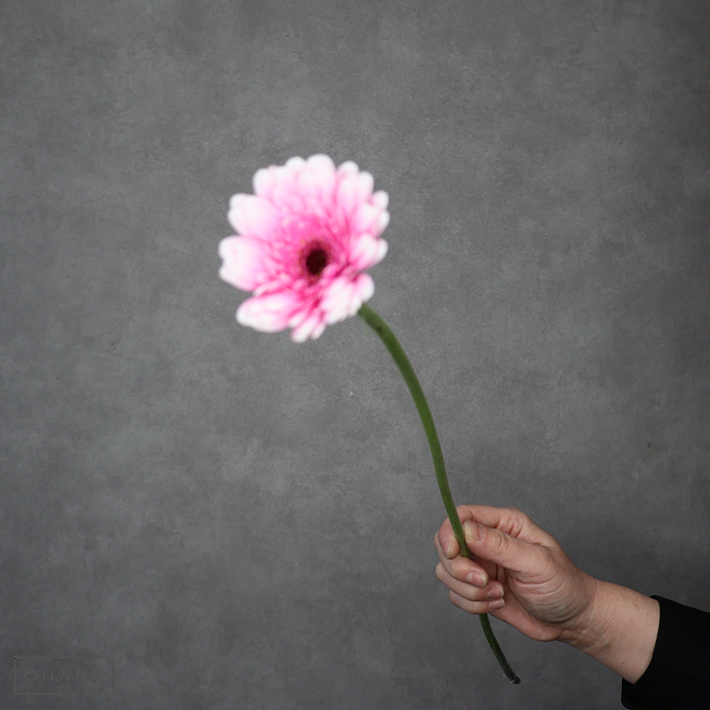 ガーベラ　エレーラ　１級