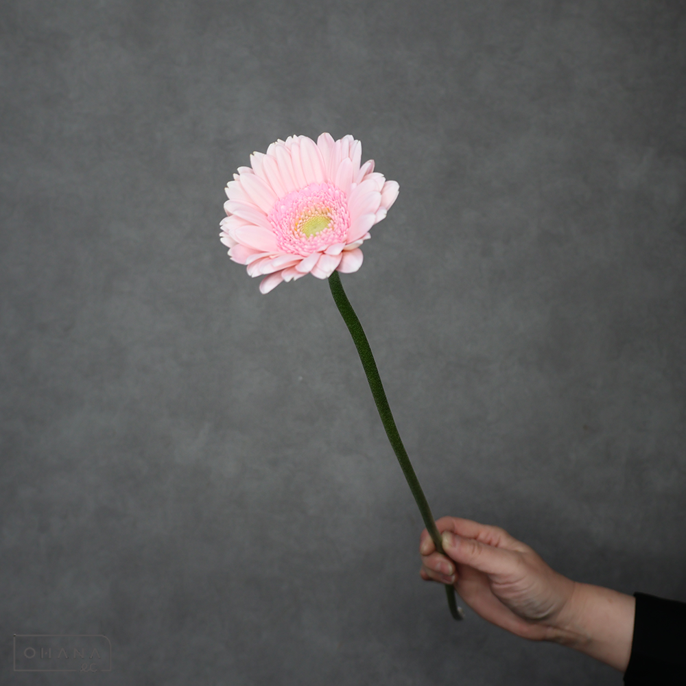 ガーベラ　モモ　特級